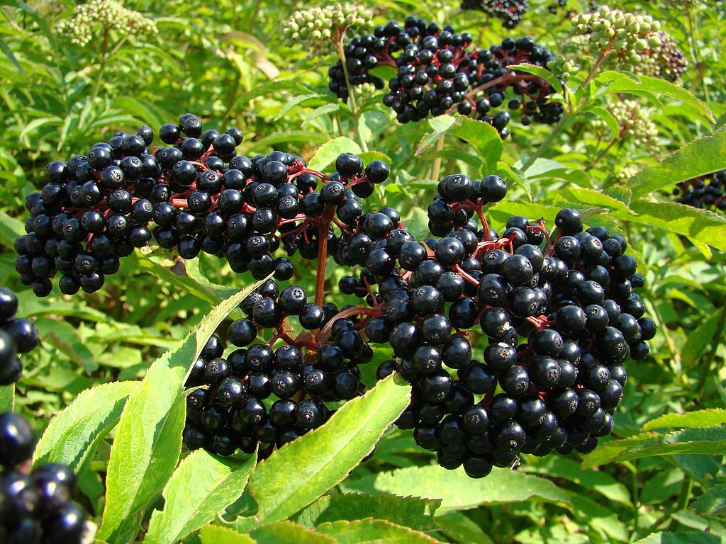 Elderberry Fruit